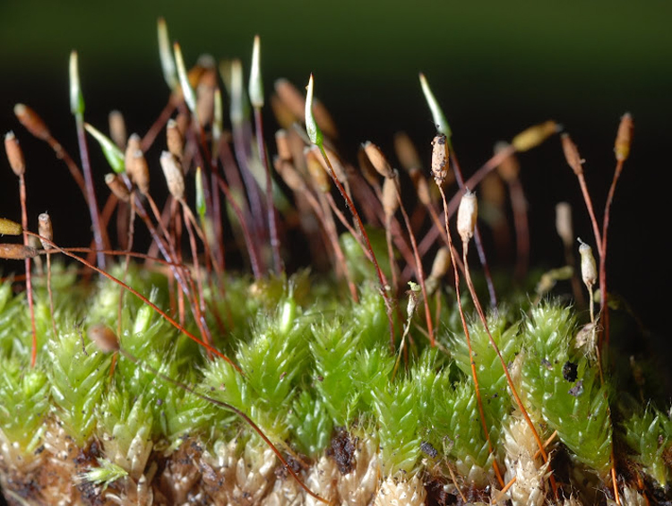 Представитель Семейства Lepyrodontaceae